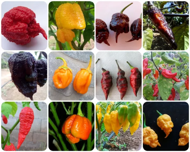 120 Hot Chili pepper Seeds ,Carolina Reaper, scorpion , Bhut Jolokia, bhutlah