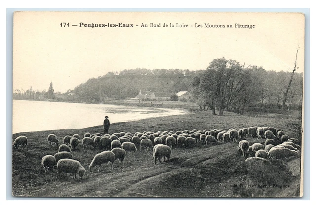 Postcard Pougues-les-Eaux - Au Bord de la Loire Les Moutons au Pâturage W8