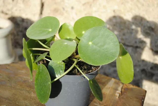 Pilea peperomioides Glückstaler Ufopflanze Chinesischer Geldbaum,große Pflanzen