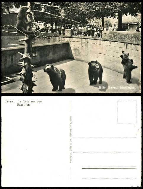 Schweiz, Bären BERN Foss Unsere Bärengruben Baerengraben altes echtes Foto Postkarte