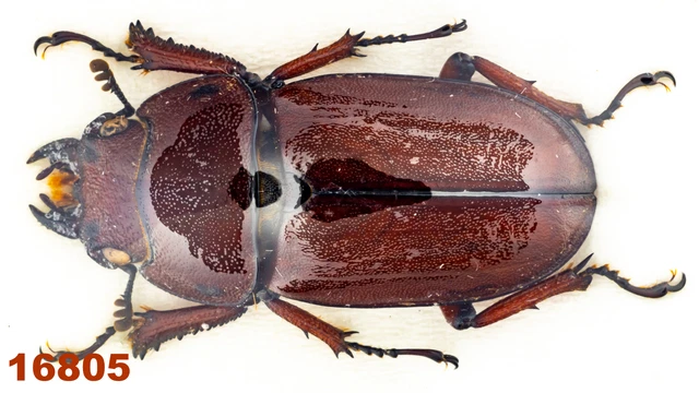 Lucanidae: Prosopocoilus sp.   A1, 25 mm , 1 pc