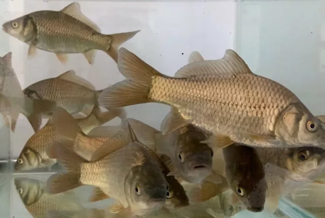 1" - 3" Hybrid Common Carp F1 LIVE Fish GUARANTEE ALIVE - FEED TRAINED!