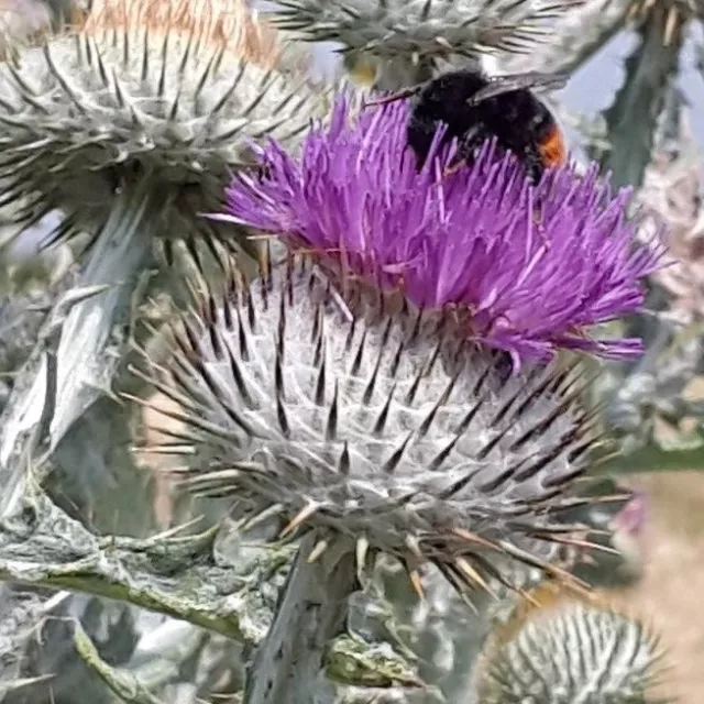 Onopordum acanthium - Cardo Escocés X 60 SEMILLAS - Emblema Nacional de Escocia