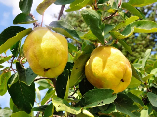 4x Quince Seeds - Grown Your Own Quince Fruit Tree - UK Seller