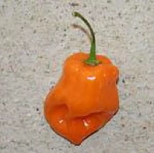 Pimiento Habanero Naranja - Muy Picante ( 40 semillas ) seeds