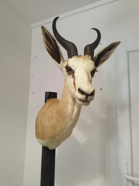 Faisan Empaillé Taxidermie - Cabinet De Curiosité Ou Trophée De Chasse - Hauteur ~50 Cm - Fabriqué En France - Occasion