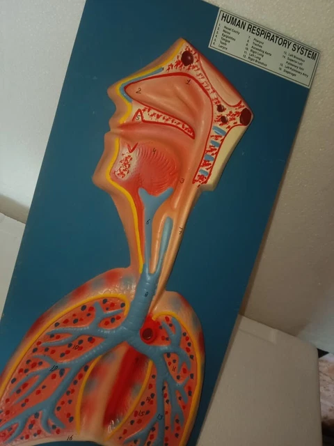 HUMAN RESPIRATORY SYSTEM anatomical model, lung anatomical model ...