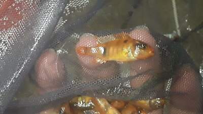Colorful Red Blotch African Cichlid 1.0" Unsexed 2