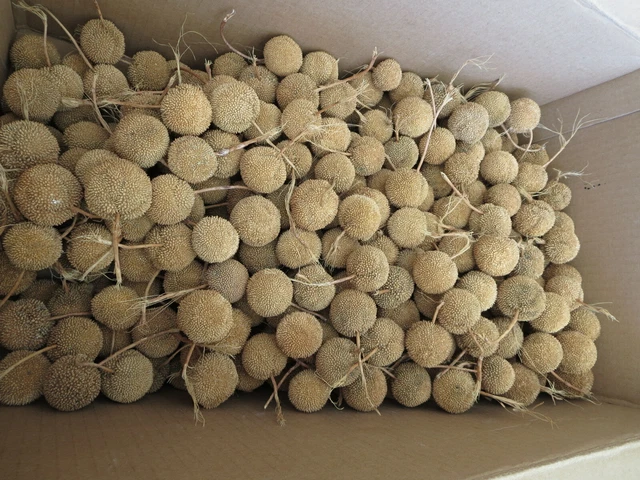 Seed Pods Heads 2021 Arizona Sycamore Tree Crafts Coronas Decoración 1,5" Diapositiva Lote 25 5
