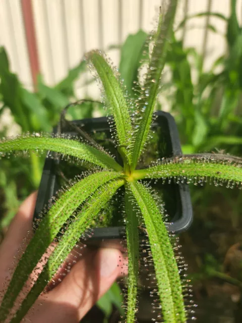 King Sundew carnivorous plant - Drosera regia. Fly and fungus gnat catcher