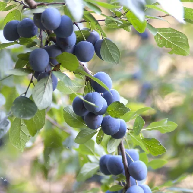 Sloe / Blackthorn - Prunus Spinosa - 10 seeds - Berries - Shrub - Fruit
