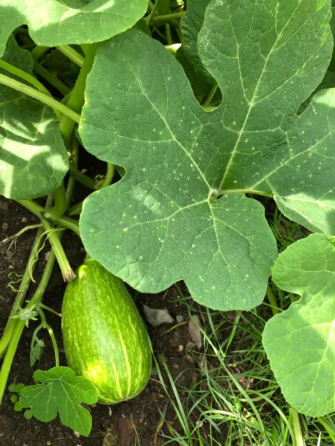 Feigenblattkürbis Cucurbita ficifolia Cayote Siamkürbis für Engelshaarmarmelade