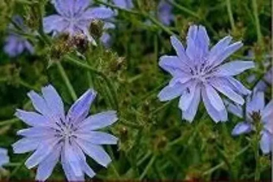 La chicorée sauvage,Cichorium intybus,graines de chicorée,de mon jardin