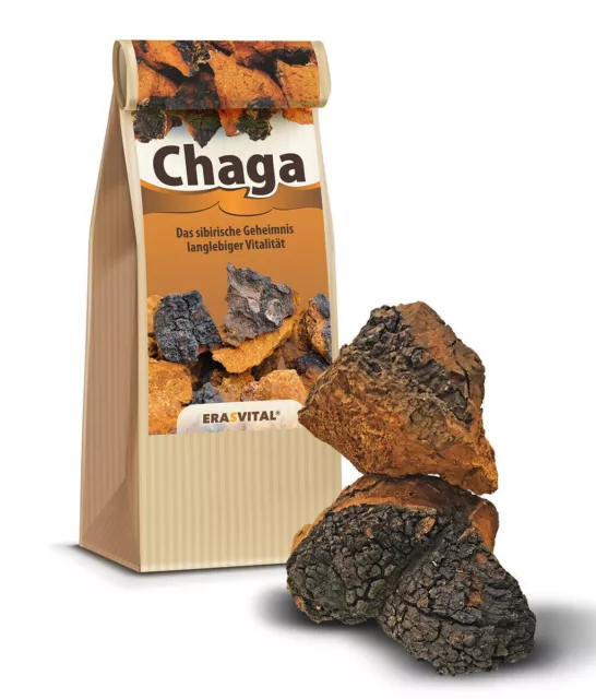Chaga Pilz große Brocken aus Sibirien frisch laborgeprüft mit Rezepten und Infos