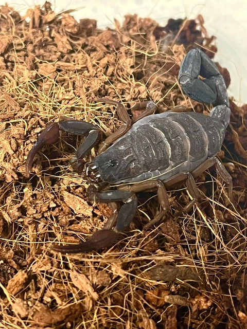 FEEDER - One Adult Florida Bark Scorpions ( 1-3 ) inches Captive Breed