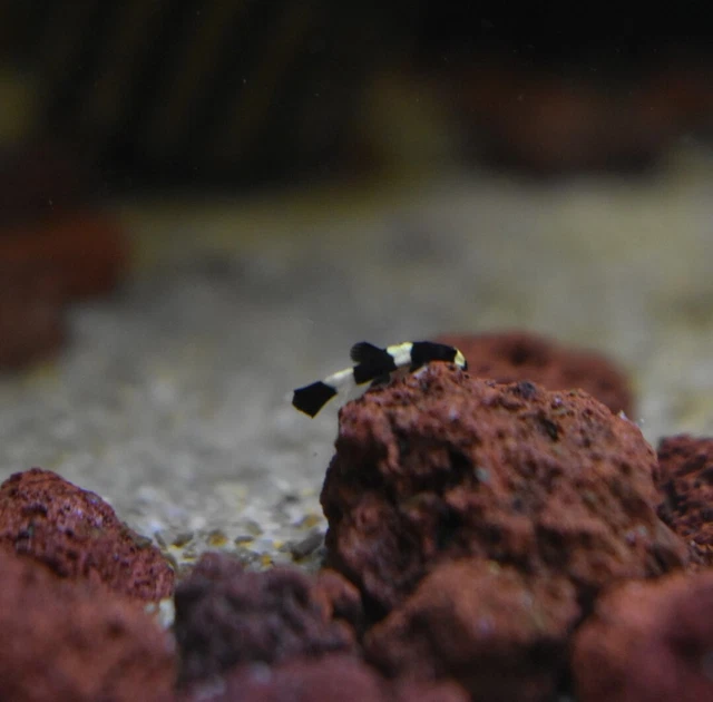 Live Panda Loach (Pack of 3 Rare Nano Freshwater Aquarium Fish) *PLS READ DESCR* 9