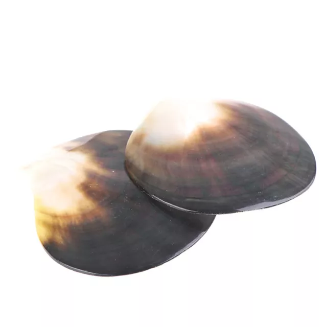 Natural Seashells Black Butterfly Shell Jewelry DIY Shell Nautical Decor Scal FD