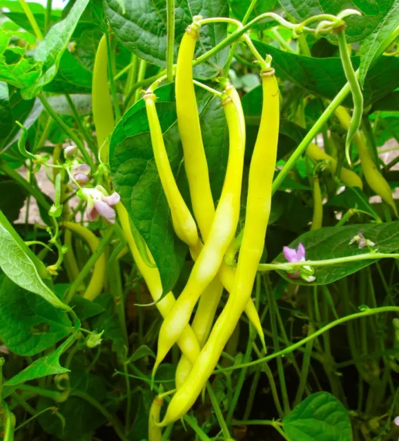 BEAN 'Cherokee Wax' vegetable garden 30 seeds bush bean Heirloom Non Gmo