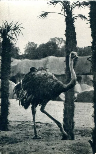 CPA - Parc zoologique de Vincennes - Une autruche