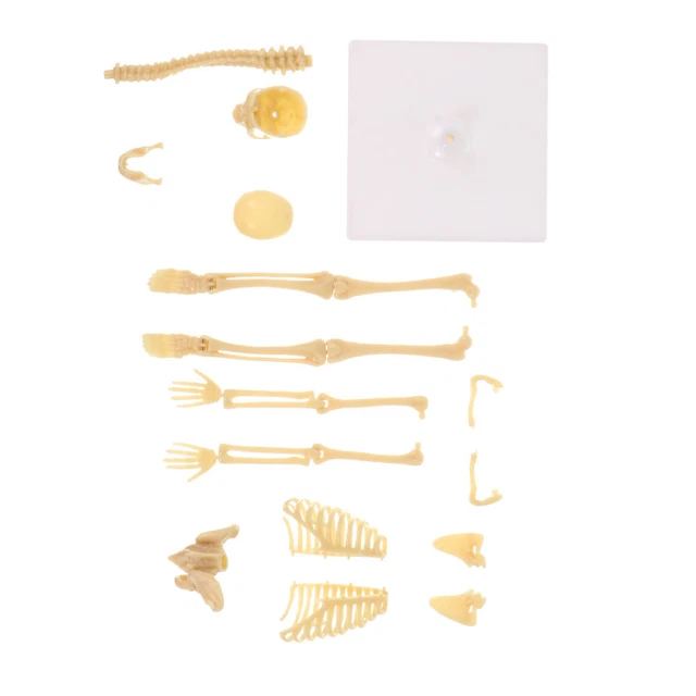 SEWACC 3 Paires Mains Squelette Plastique - Décoration Halloween Effrayante Maison Hantée