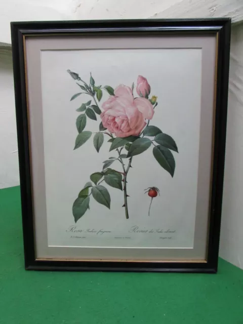 Vintage Lithograph Pink Rose From Pierre Joseph Redoute's "Les Roses"