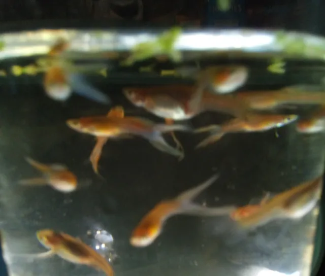 Double swordtail guppies two pairs