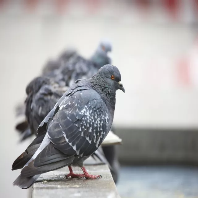 Taubenabwehr Vogelabwehr 2 3 4 5 6 reihig Taubenspikes Vogelspikes Edelstahl Pol 2