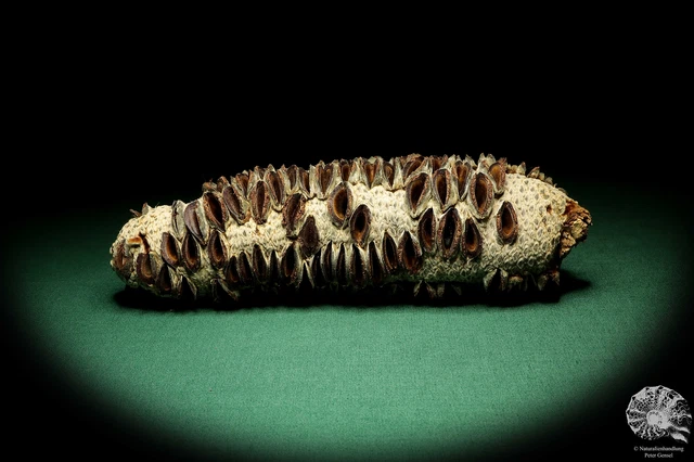 Banksia littoralis Australia plantas de árbol de plata recientes frutos secos especie