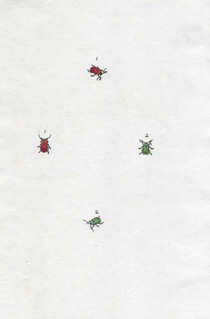 19th century Antique Insect Engraving