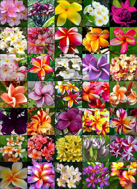 ¡Nuevo! Plumeria/Frangipani/Flores/Plantas/Mx 35" 500 semillas ¡Nuevo! Plumeria/Frangipani/Flores/Plantas/Mx 35" 500 semillas