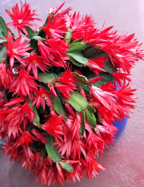 Easter Cactus Rhipsalidopsis Gaertneri Red Flowers 2 Cuttings in 1 Pack
