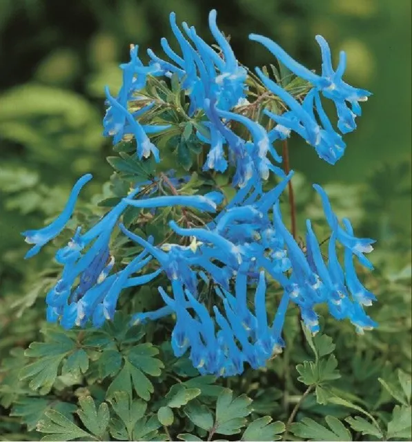 Corydalis Blue Line x 1 Plant - Perennial - Lightning Blue Flowers