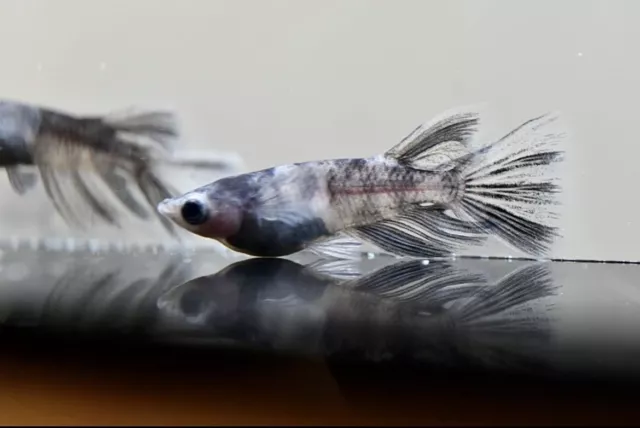 rice fish 30 eggs japan tropical medaka aquarium killifish fish【wazumi long fin】
