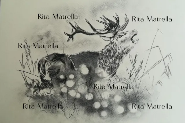 Cervo - Illustrazione - Rita Matrella - Tecnica mista