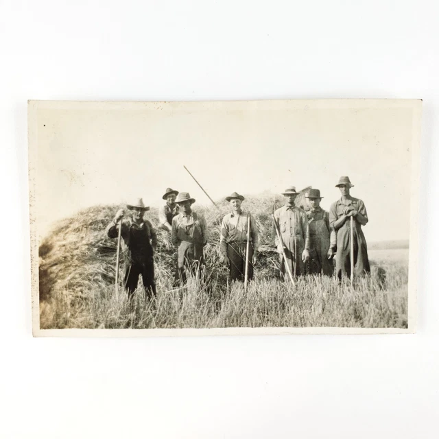 Ames Iowa Wheat Harvest Photo c1915 Antique Pitchfork Farmers Farm Snapshot D984
