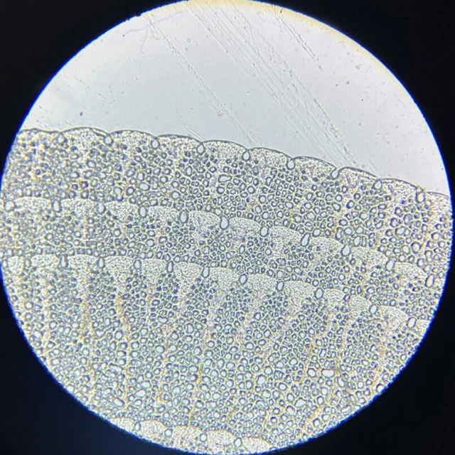 J.D. Moller Microscope Slide Sea Urchin Acroladia Trigonaria Ag. Viti