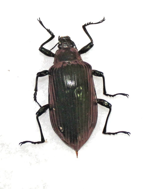 Tenebrionidae. Robustocamaria sp?.  33mm West Kalimantan.   (6)