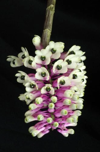 Botanica Magnifica Portraits of the World's Most Extraordinary Flowers and Pl... 2