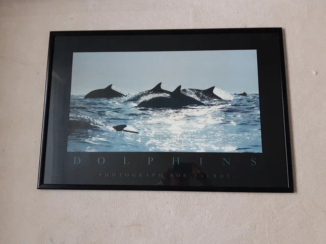VINTAGE DOLPHIN BOB Talbot Framed Print Titled Dolphin Tales
