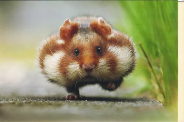 Klappkarte mit Umschlag: ein Hamster hat's eilig - running hamster - de luxe