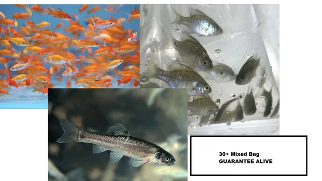 30+ Mixed Fish Bag GUARANTEE ALIVE (FREE 2-Day Shipping)