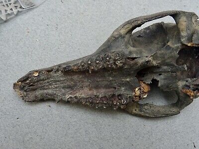 Skull Engraved Timor Indonesia 3