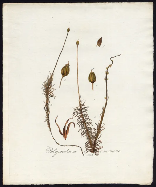 Antique Print-POLYTRICHUM COMMUNE-HAIRCAP-MAIDENHAIR-635-Flora Batava-Sepp-1800