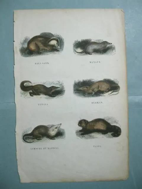 stampa antica ANIMALI RODITORI TALPA MANGUE DESMAN PANDA TUPAIA BALI-SAUR 1870