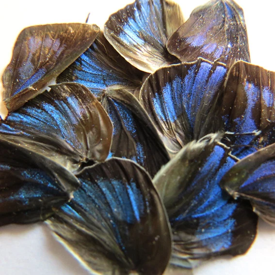 GIFT 12 pcs REAL BUTTERFLY wing material  DIY artwork jewelry  #58