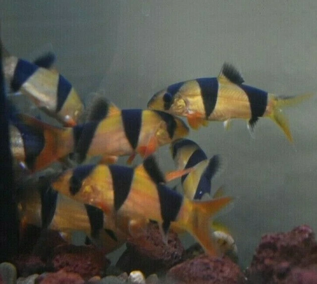 Live 1.5-2" Clown Loach (Pack of 3 Freshwater Aquarium Fish) *PLS READ DESCR* 3