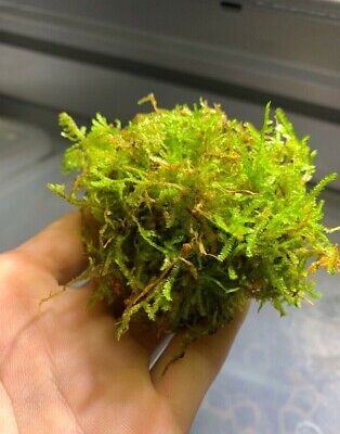 *BUY 2 GET 1 FREE* Christmas Moss Vesicularia Montagnei Aquarium Plants Moss ✅