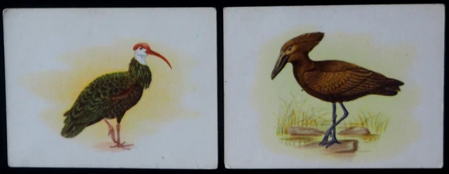S African Pair Very Scarce Larger Vintage 1941 Cigarette Cards  S  African Birds