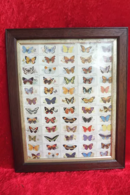 Joli , Très Ancien Image, Papillons Et Papillon, Beau vieux Cadre