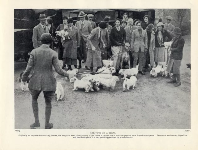 Sealyham Terrier Dogs And Exhibitors Arriving At A Show Old 1934 Dog Print